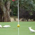 Misc  Golf Australien 2009